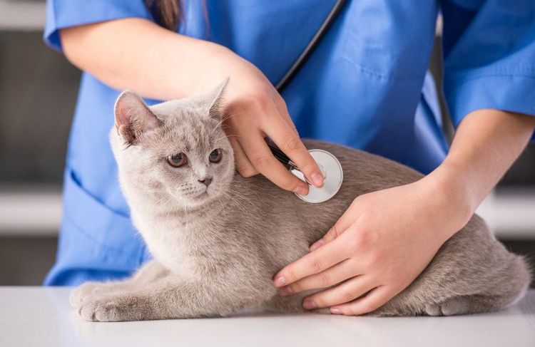 Un vétérinaire examine un chat