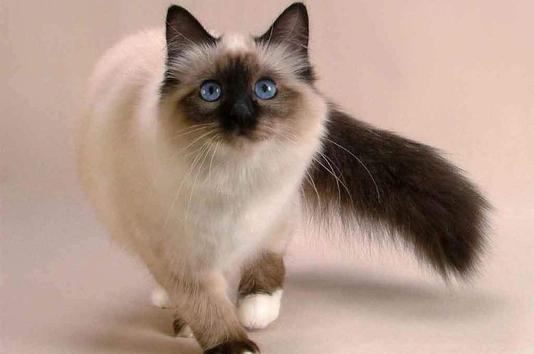 Le chat boite de sa patte avant.