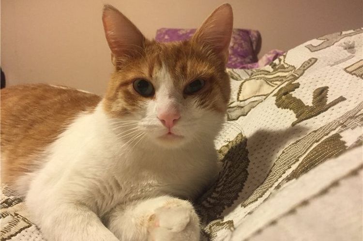 Le chat est couché sur le lit