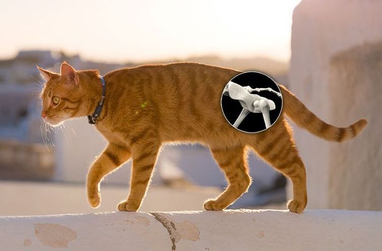 Le chat boite de sa patte arrière.