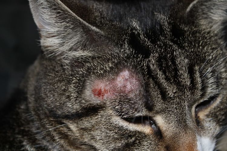 Dermatite chez les chats