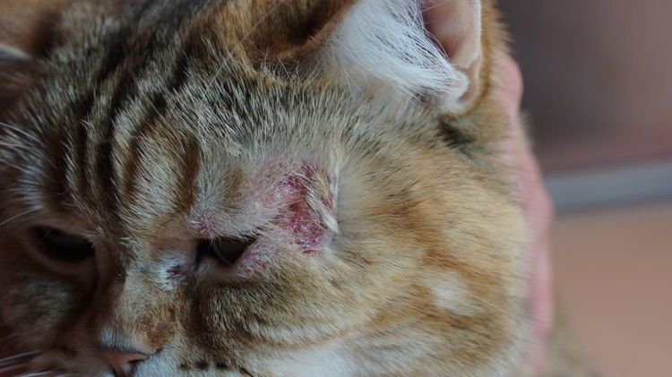 Eczéma chez un chat