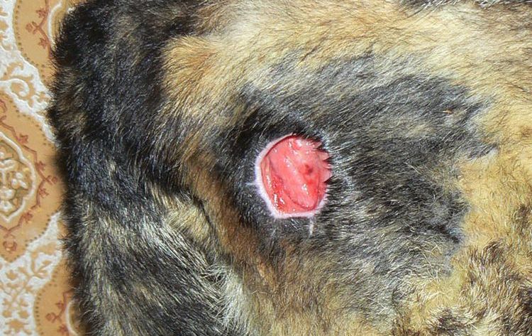 Escarres chez un chat