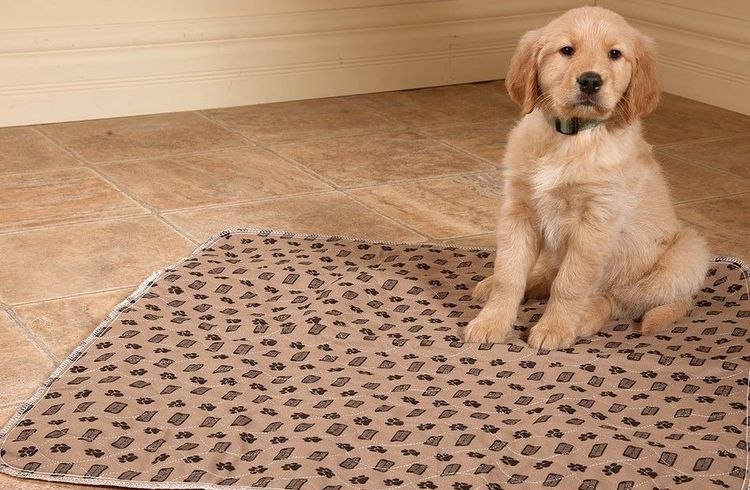 Un chiot sur un tapis de sol réutilisable pour chien