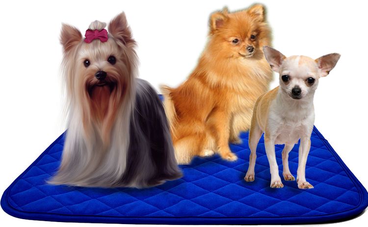 couches réutilisables pour chiens