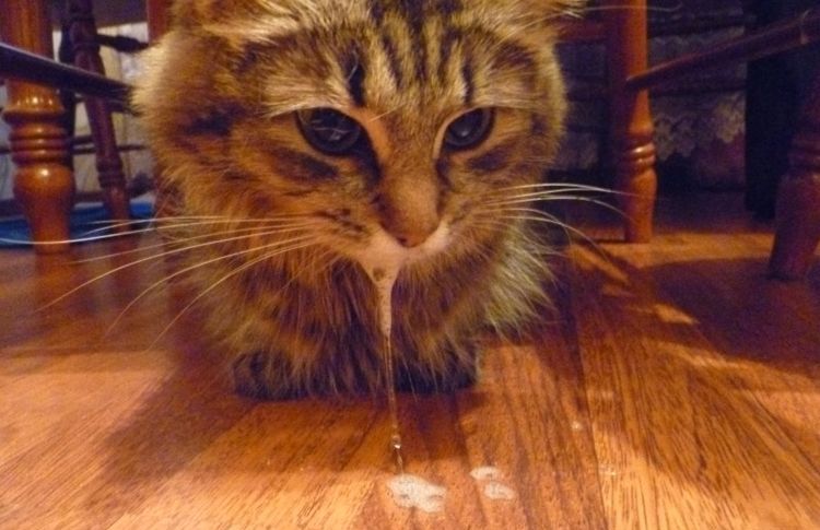 Bave aux lèvres d'un chat