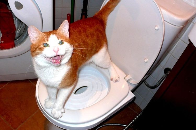 Constipation chez un chat