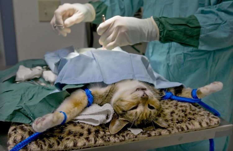 Stérilisation d'un chat