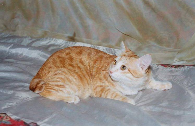 10 races de chats à queue courte Manx Long