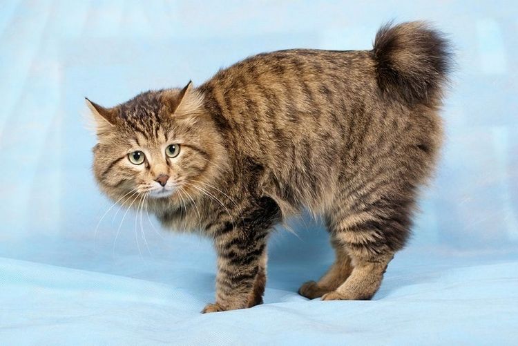 Bobtails des Kouriles