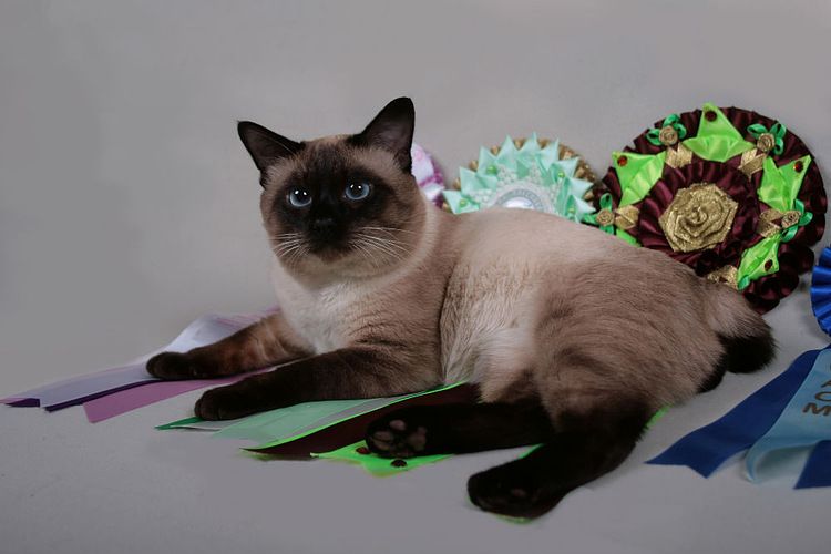 Bobtail thaïlandais