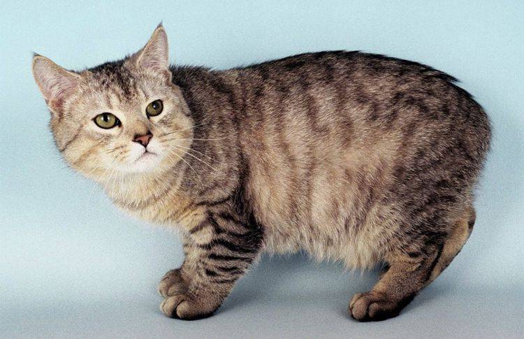 races de chats à queue courte 7 Manx Rumpy