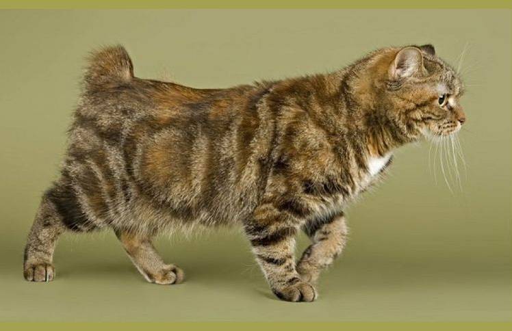 races de chats à queue courte 8 Manx Stumpy