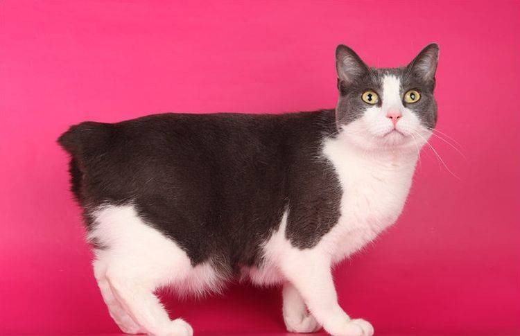 races de chats à queue courte 9 Manx Riser