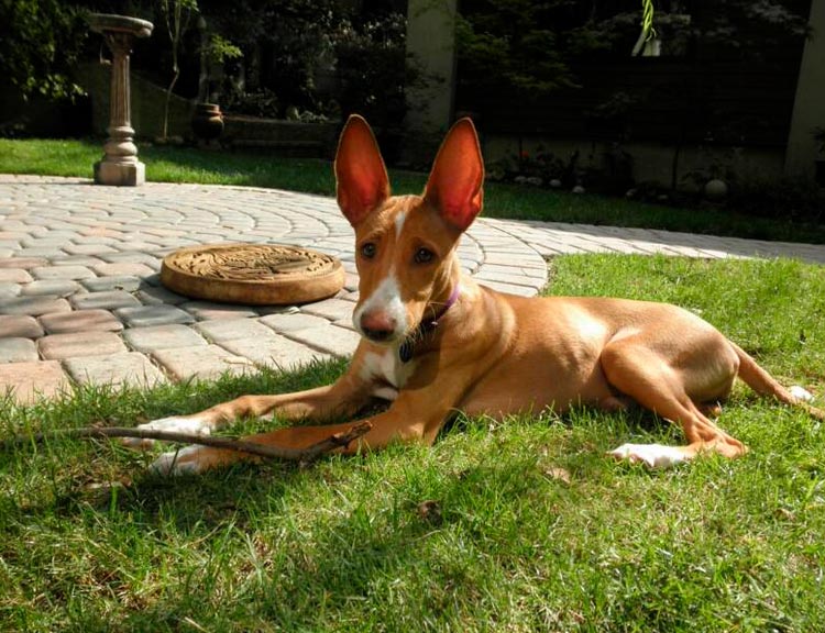 Chiot Podengo portugais