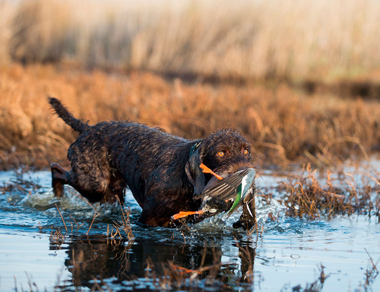pudelpointer dans l'eau