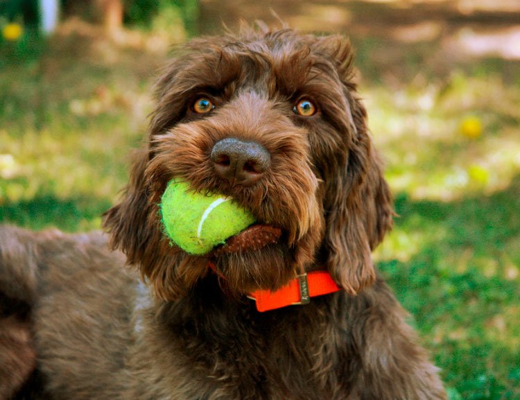 pudelpointer avec un ballon