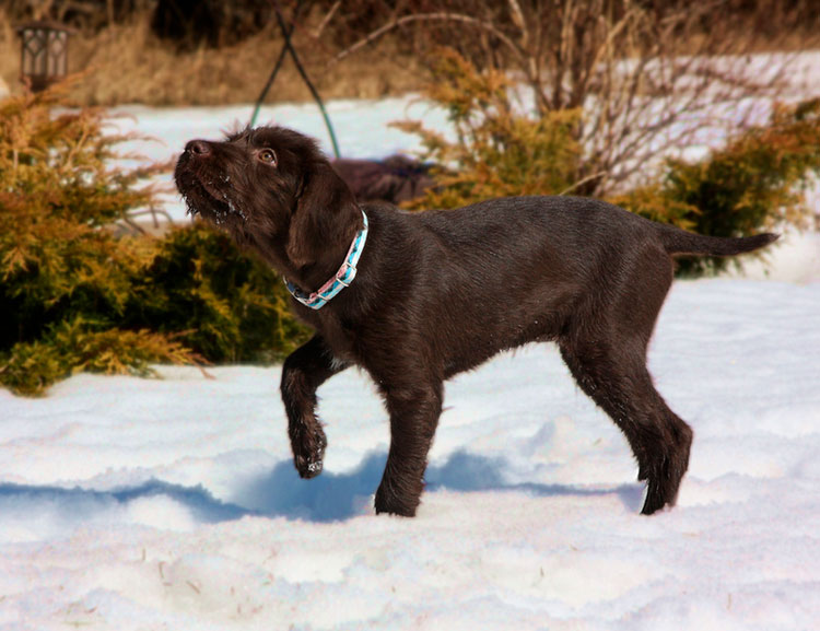 Chiot caniche-pointer