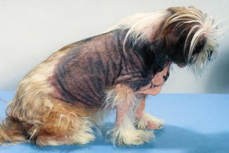 Syndrome de Cushing chez les chiens