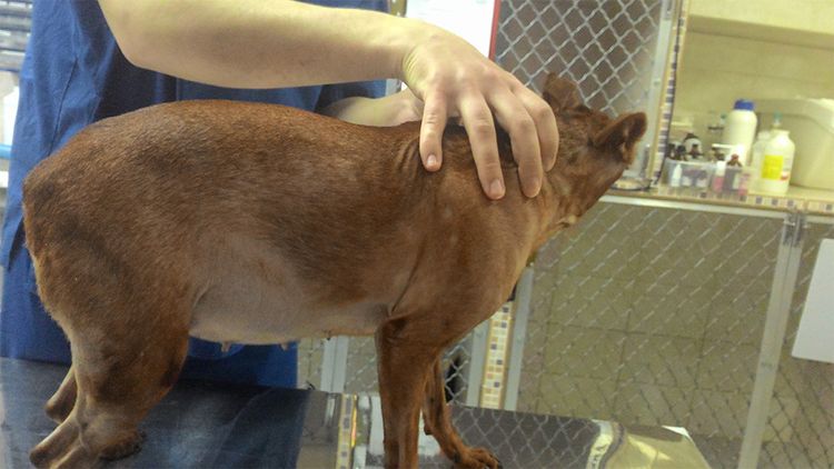 Syndrome de Cushing chez les chiens