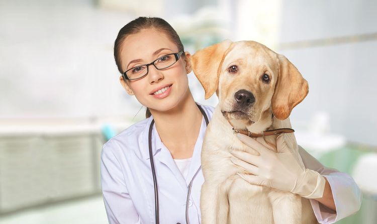 Un chien examiné par un vétérinaire