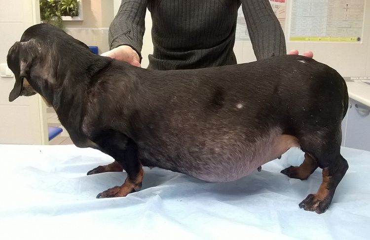 Syndrome de Cushing chez les chiens