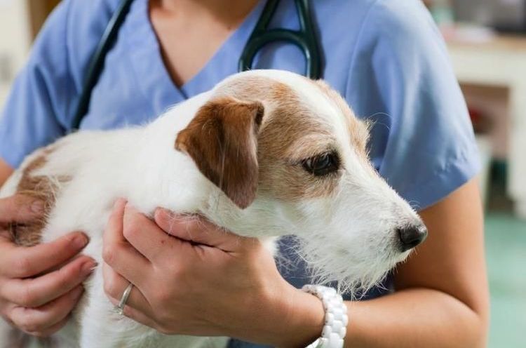 Syndrome de Cushing chez les chiens