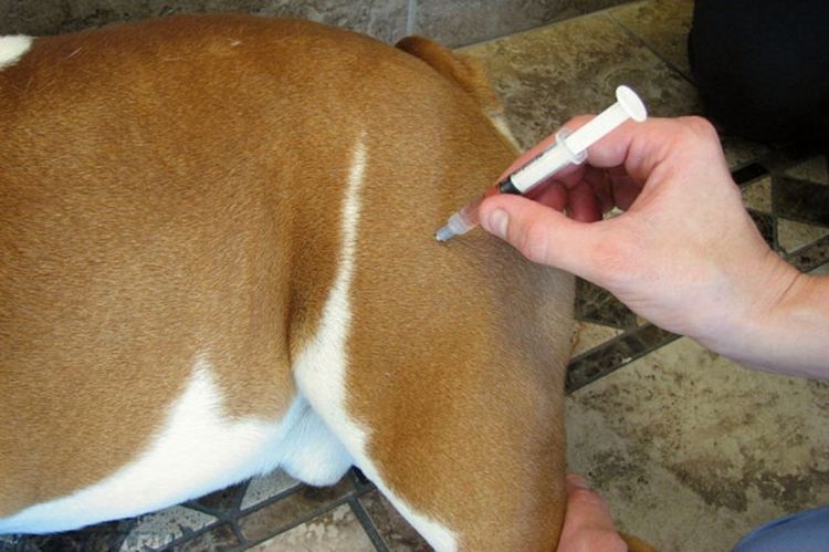 Faire une injection à un chien à la maison