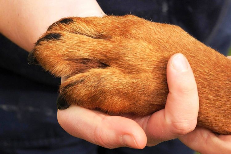 La patte du chien lui fait mal après l'injection.