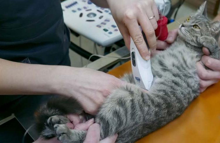 Échographie cardiaque chez un chat