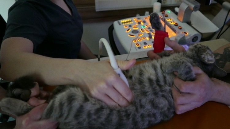 Le chat est en train de passer une échographie.