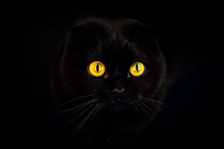 Les yeux du chat brillent dans le noir