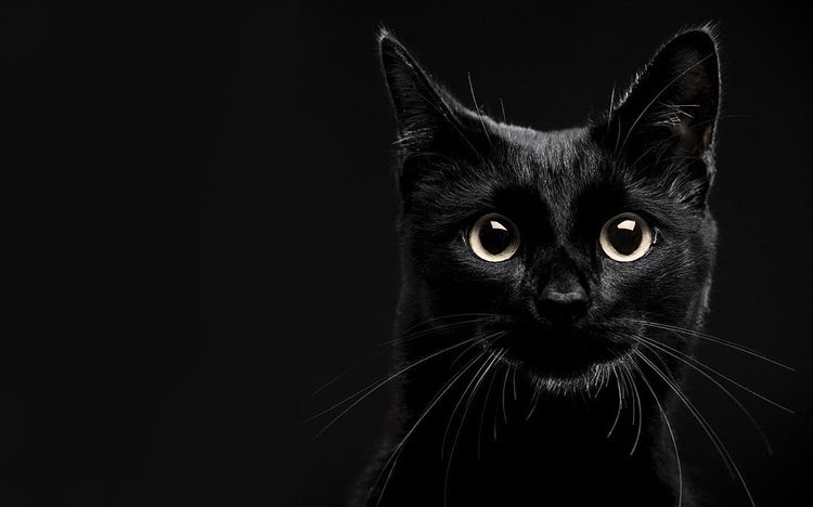 Les chats peuvent-ils voir dans le noir ?