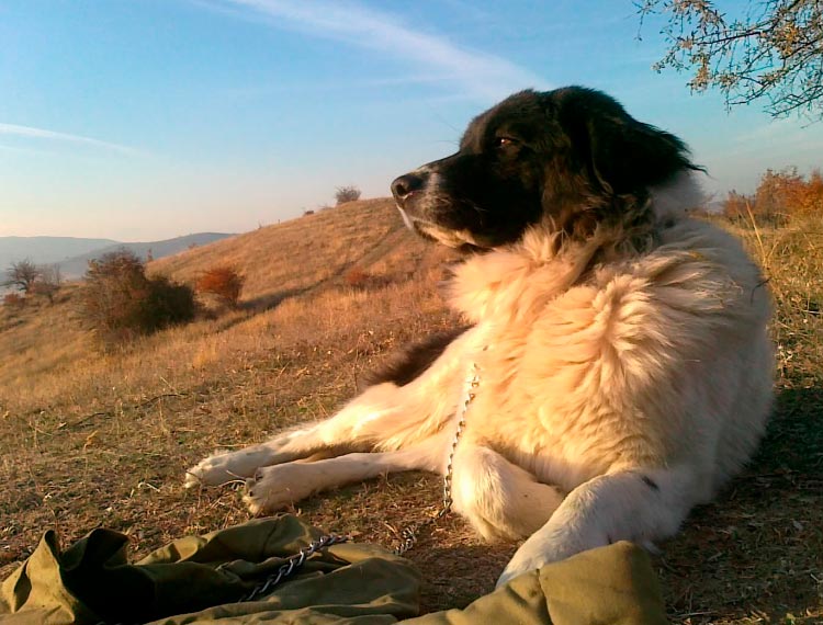 Berger bulgare en pâture