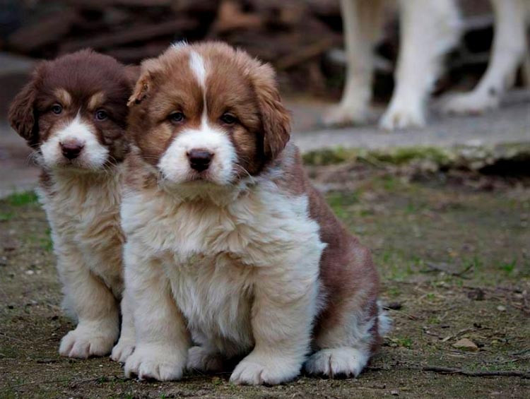 chiots de berger bulgare