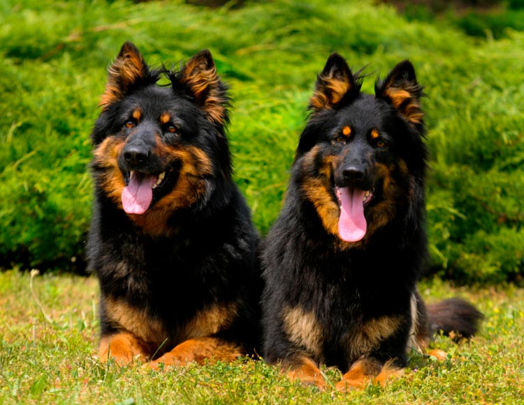 deux bergers tchèques