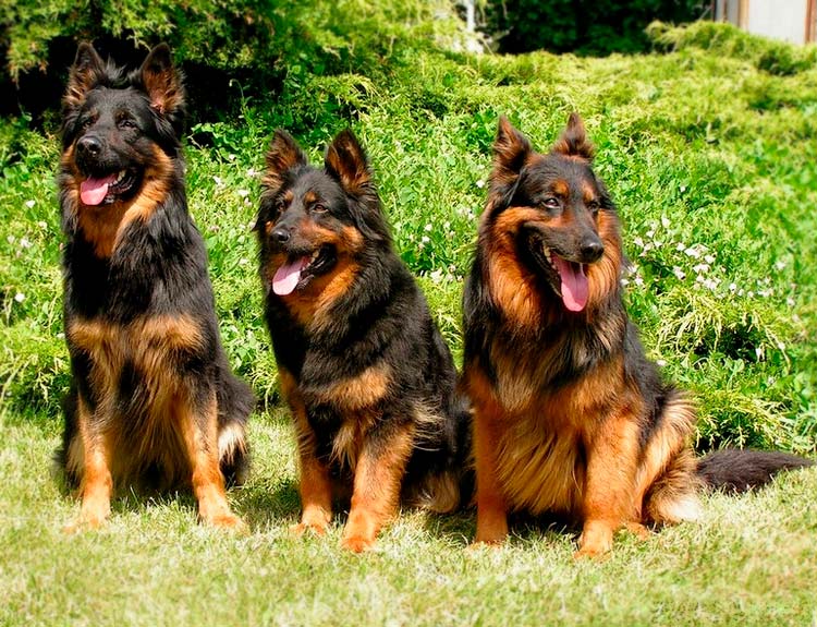 trois chiens de berger Khodski