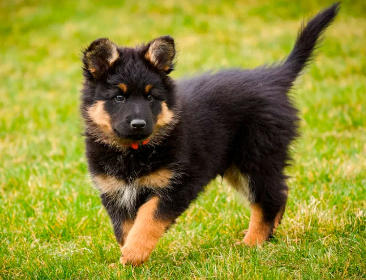 Chiot de chien Khodskaya