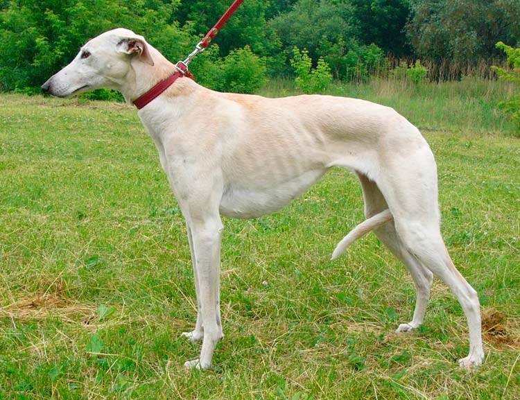 standard Greyhound