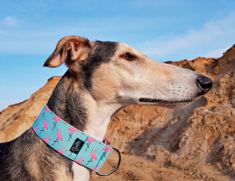 Lévrier sur la photo