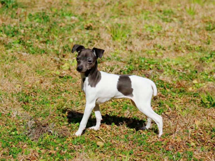 chiot Terrier japonais
