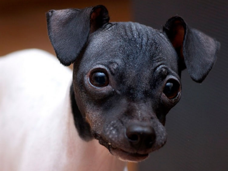 Combien coûte un terrier japonais ?