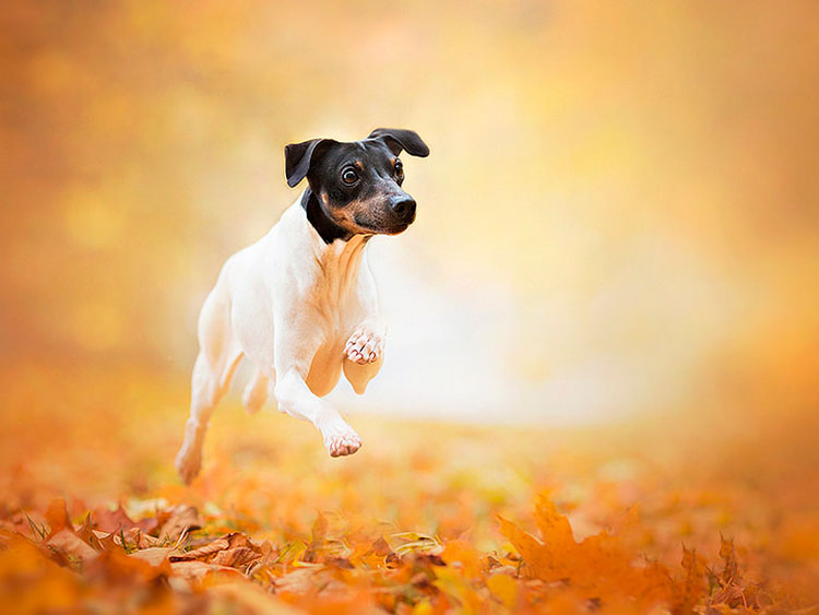 photo de Terrier japonais