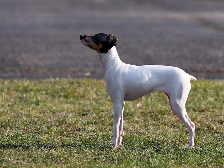 race de chien Terrier japonais