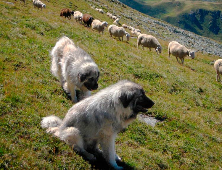 Les chiens de berger Sharplanin gardent les moutons