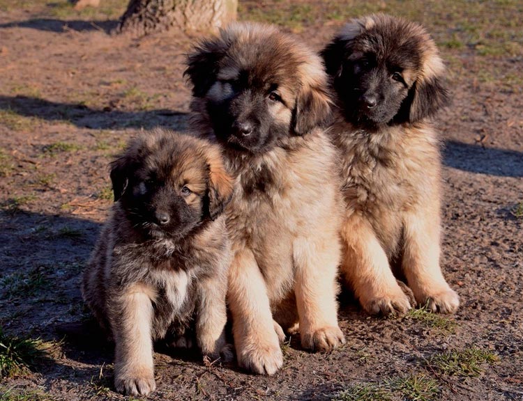 Prix du chien Berger Sharplana