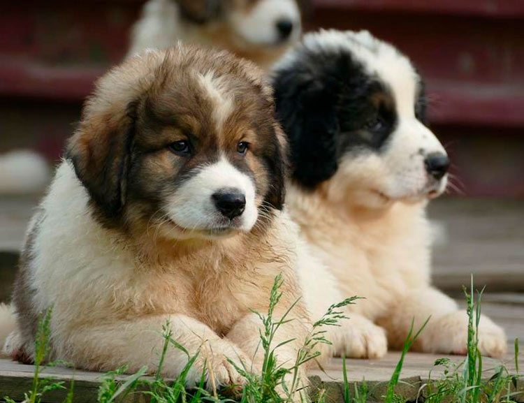 élevage de chiots Tornjak