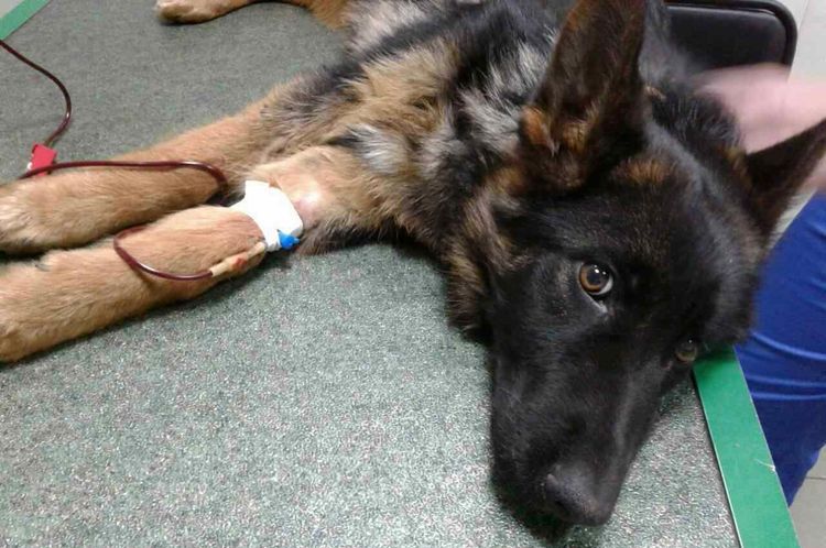 Anémie chez un chien de berger