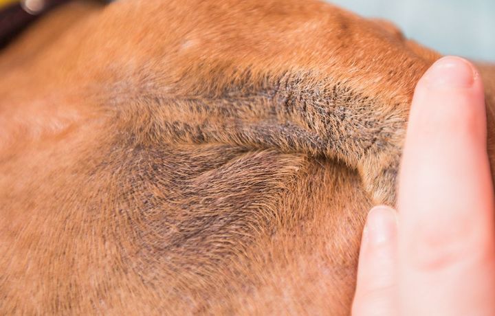 Acanthosis nigricans chez un teckel