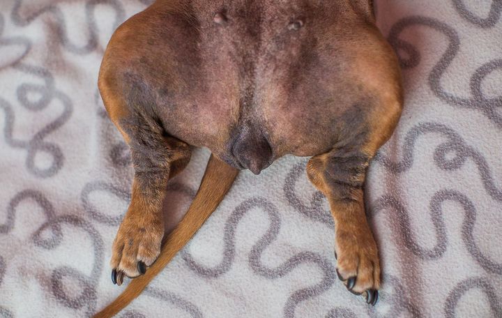 Acanthosis nigricans chez un teckel